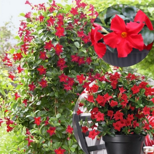 Mandevilla sanderi 'Sundaville® Classic Red' - Sanderi mandvill 'Sundaville® Classic Red'